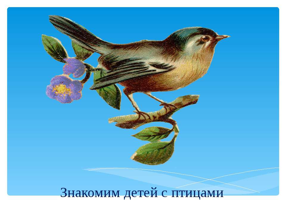Презентация "Знакомим детей с птицами"  - Скачать презентации бесплатно | Читать или скачать учебники для школы онлайн бесплатно ☑ Школьные учебники school-textbook.com