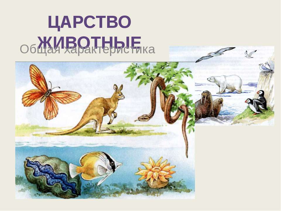Царство животные  - Скачать презентации бесплатно | Читать или скачать учебники для школы онлайн бесплатно ☑ Школьные учебники school-textbook.com