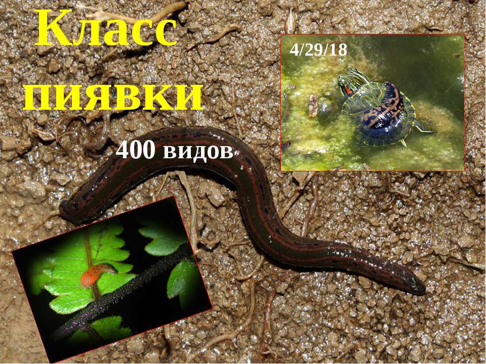 Пиявка - Скачать презентации бесплатно ☑ Презентации по предметам на gdz-books.ru