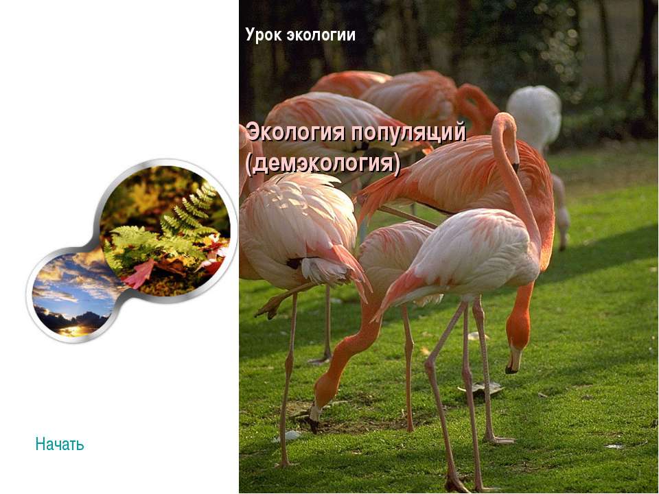 Экология популяций  - Скачать презентации бесплатно | Читать или скачать учебники для школы онлайн бесплатно ☑ Школьные учебники school-textbook.com