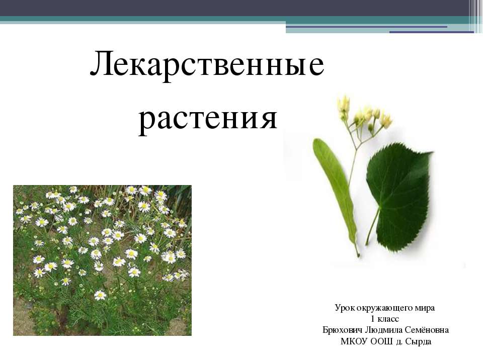 Польза лекарственных растений  - Скачать презентации бесплатно | Читать или скачать учебники для школы онлайн бесплатно ☑ Школьные учебники school-textbook.com