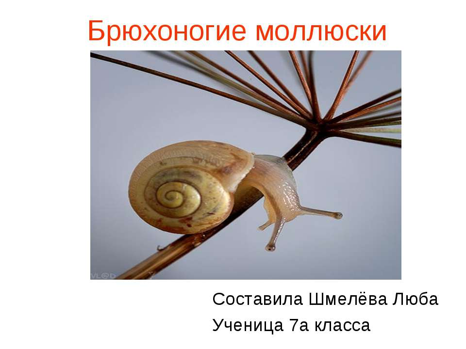 Моллюски2  - Скачать презентации бесплатно | Читать или скачать учебники для школы онлайн бесплатно ☑ Школьные учебники school-textbook.com