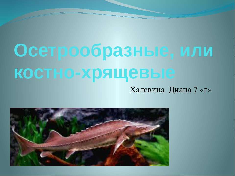 осетрообразные - Скачать презентации бесплатно ☑ Презентации по предметам на gdz-books.ru
