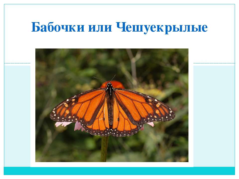бабочки или чешуекрылые  - Скачать презентации бесплатно | Читать или скачать учебники для школы онлайн бесплатно ☑ Школьные учебники school-textbook.com
