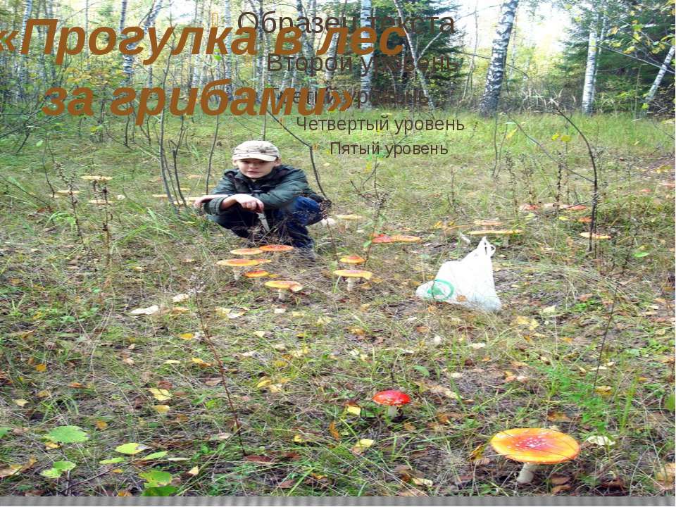 В лес за грибами  - Скачать презентации бесплатно | Читать или скачать учебники для школы онлайн бесплатно ☑ Школьные учебники school-textbook.com