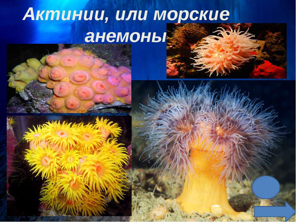 Актинии или морские анемоны  - Скачать презентации бесплатно | Читать или скачать учебники для школы онлайн бесплатно ☑ Школьные учебники school-textbook.com
