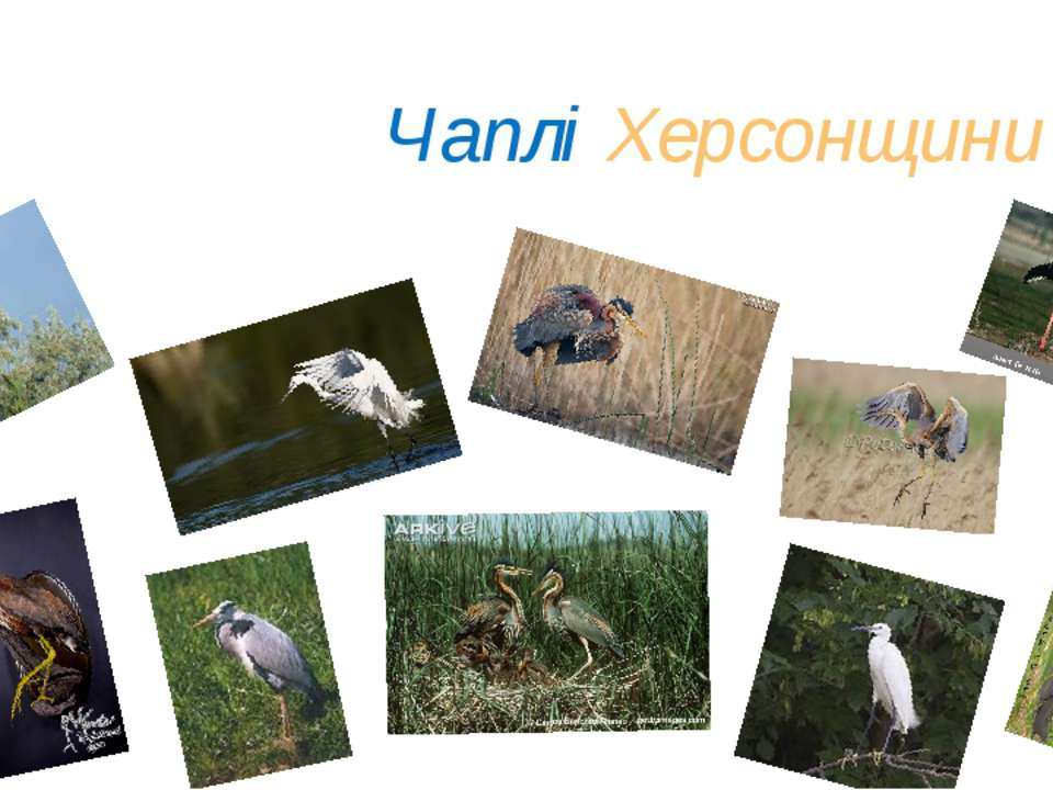 Чайки Украини - Скачать презентации бесплатно ☑ Презентации по предметам на gdz-books.ru