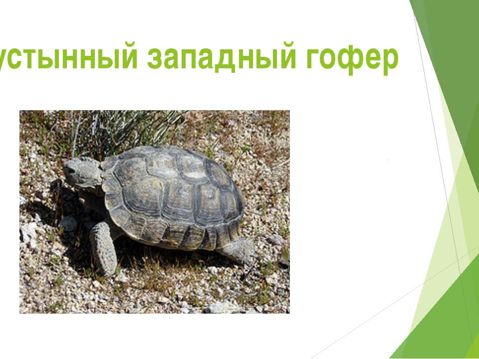 Пустынная черепаха  - Скачать презентации бесплатно | Читать или скачать учебники для школы онлайн бесплатно ☑ Школьные учебники school-textbook.com