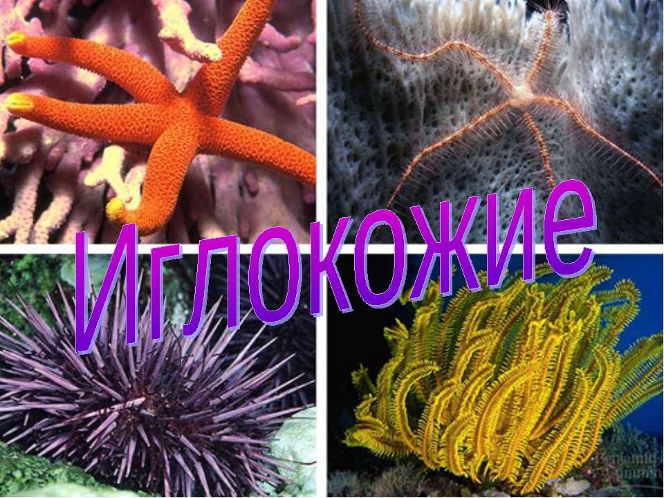 Иглокожие - Скачать презентации бесплатно ☑ Презентации по предметам на gdz-books.ru