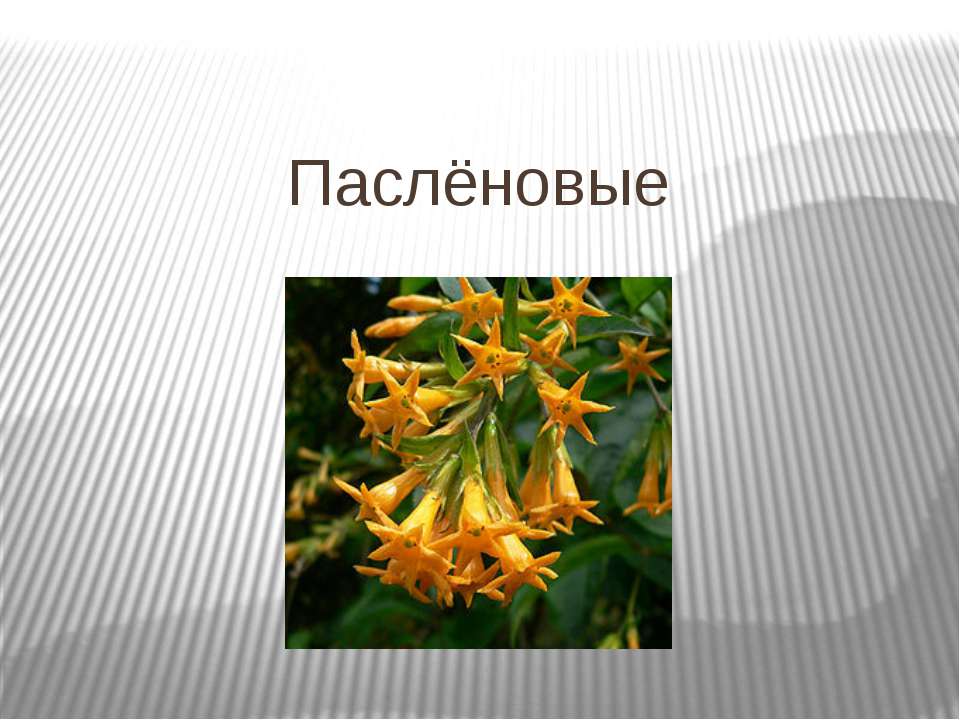 Паслёновые  - Скачать презентации бесплатно | Читать или скачать учебники для школы онлайн бесплатно ☑ Школьные учебники school-textbook.com