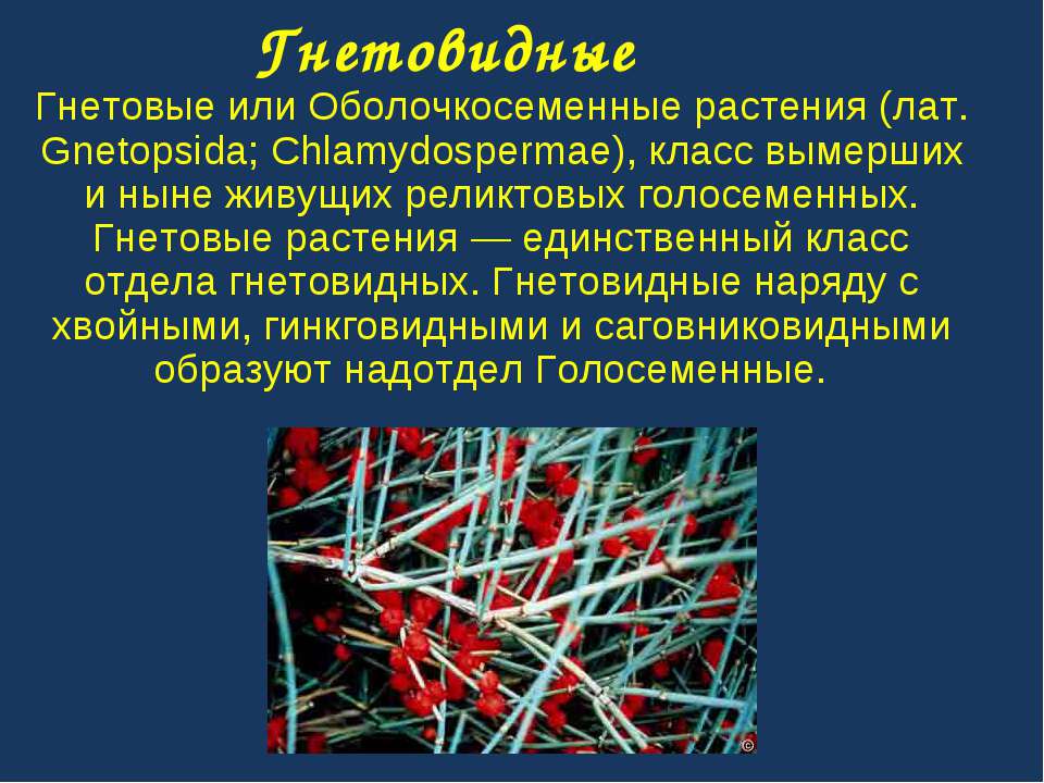 Гнетовидные - Скачать презентации бесплатно ☑ Презентации по предметам на gdz-books.ru