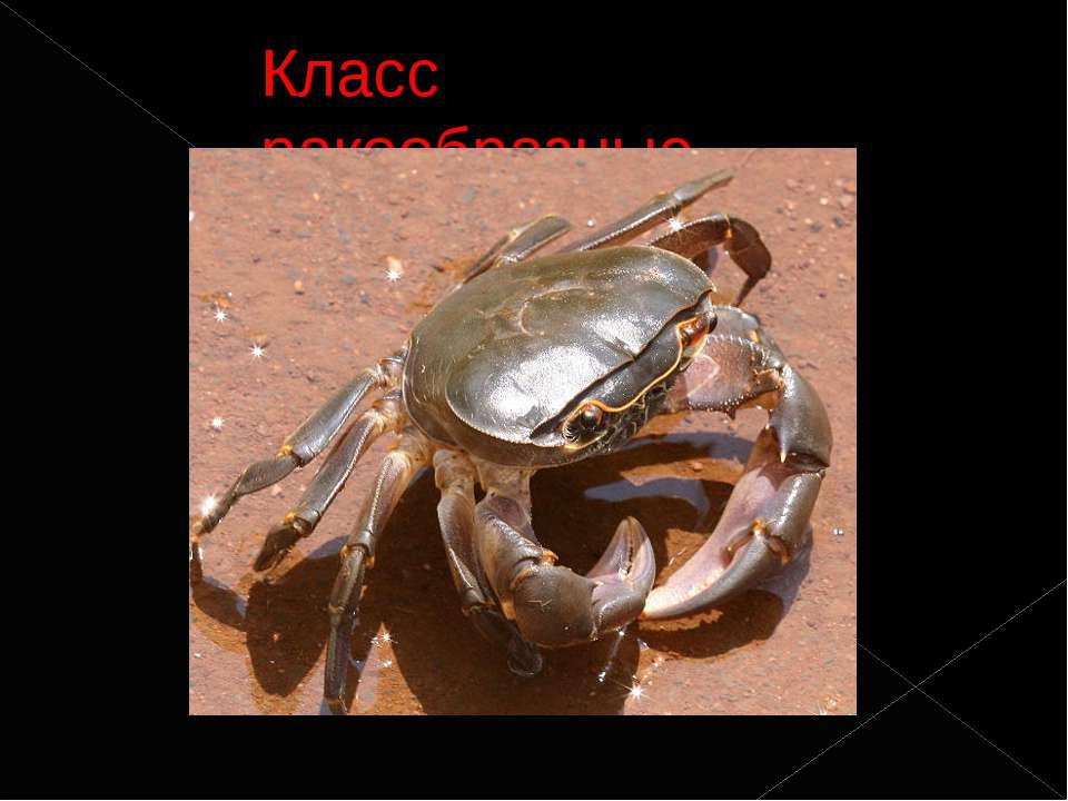 класс паукообразные - Скачать презентации бесплатно ☑ Презентации по предметам на gdz-books.ru
