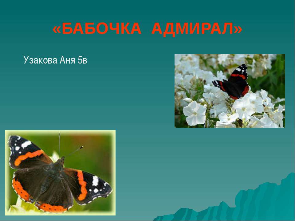 морской конёк  - Скачать презентации бесплатно | Читать или скачать учебники для школы онлайн бесплатно ☑ Школьные учебники school-textbook.com