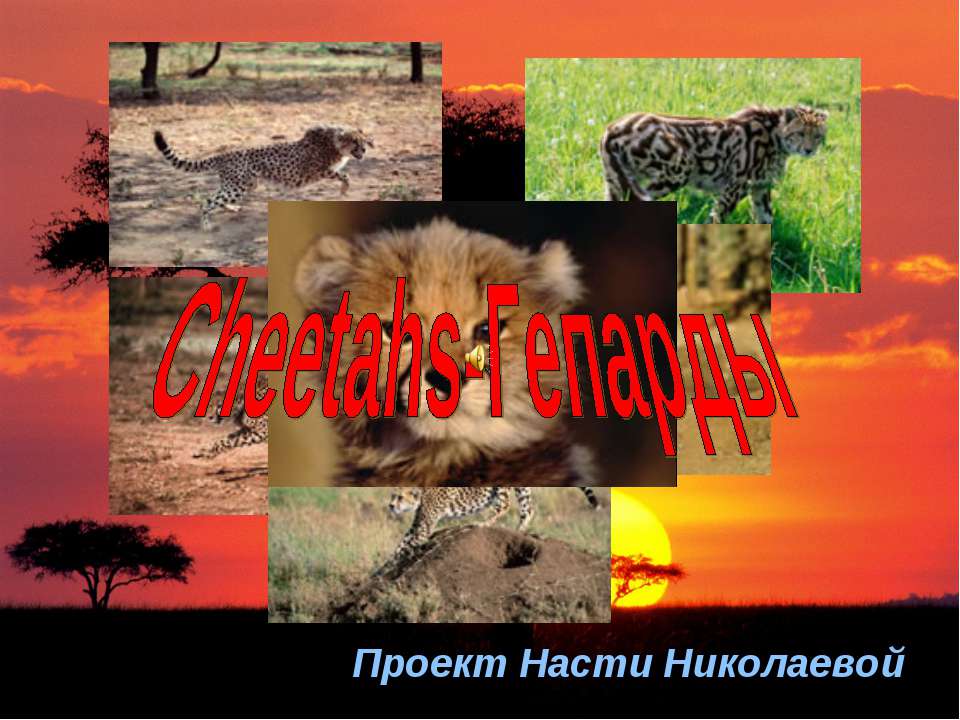 Сheetahs-Гепарды - Скачать презентации бесплатно ☑ Презентации по предметам на gdz-books.ru