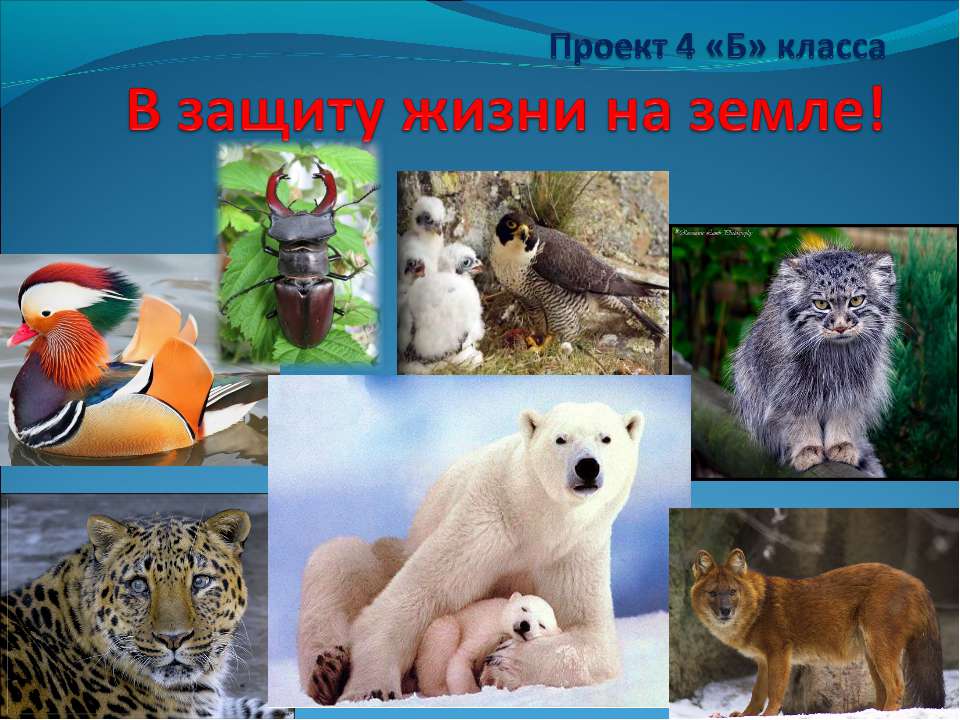 В защиту жизни на земле!  - Скачать презентации бесплатно | Читать или скачать учебники для школы онлайн бесплатно ☑ Школьные учебники school-textbook.com
