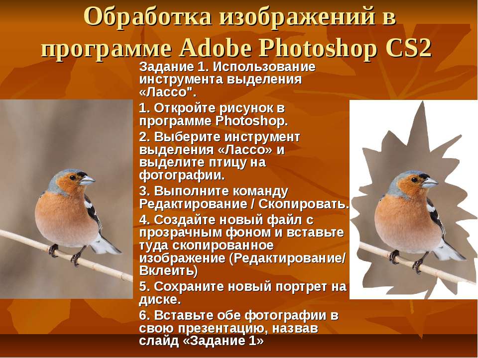Обработка изображений в программе Adobe Photoshop CS2  - Скачать презентации бесплатно | Читать или скачать учебники для школы онлайн бесплатно ☑ Школьные учебники school-textbook.com