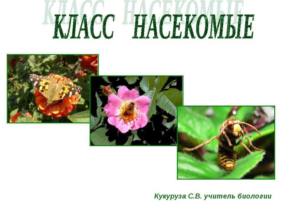Всем вам знакомые разнообразные насекомые  - Скачать презентации бесплатно | Читать или скачать учебники для школы онлайн бесплатно ☑ Школьные учебники school-textbook.com