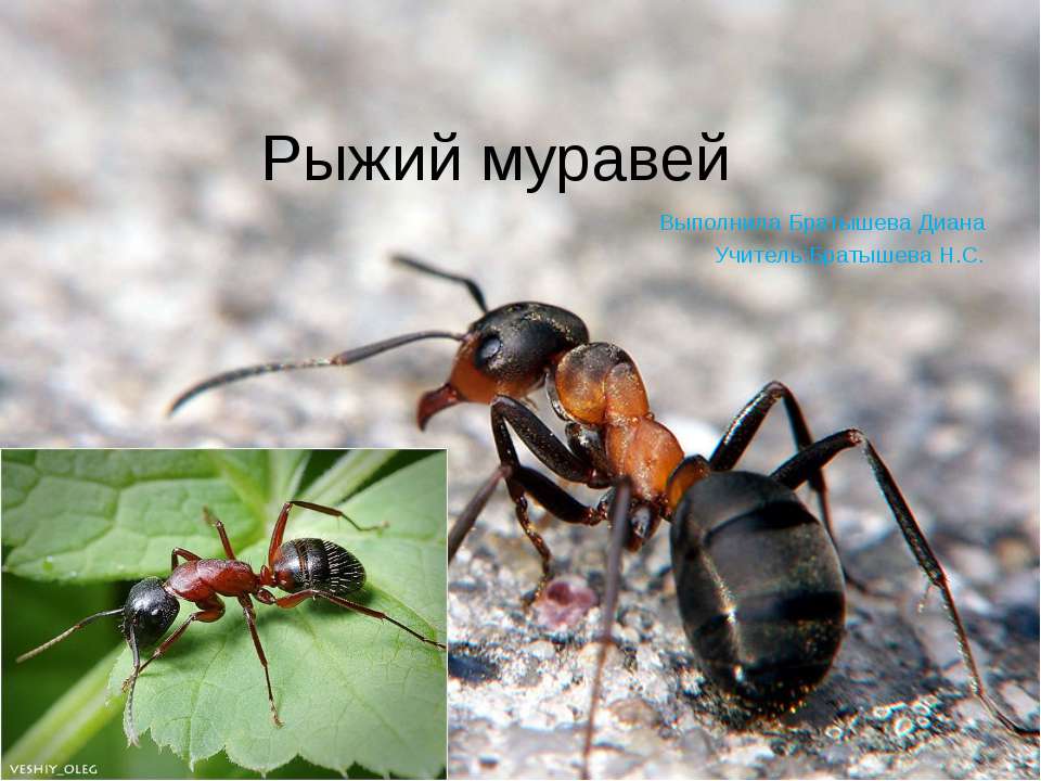 Рыжий муравей - Скачать презентации бесплатно ☑ Презентации по предметам на gdz-books.ru