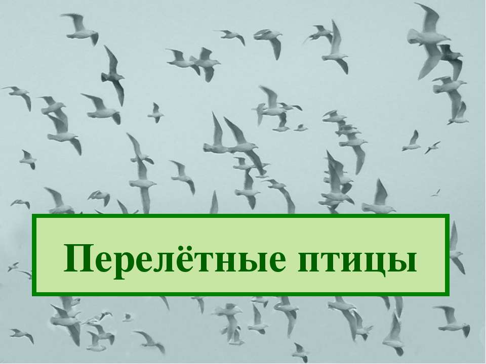 Перелётные птицы  - Скачать презентации бесплатно | Читать или скачать учебники для школы онлайн бесплатно ☑ Школьные учебники school-textbook.com