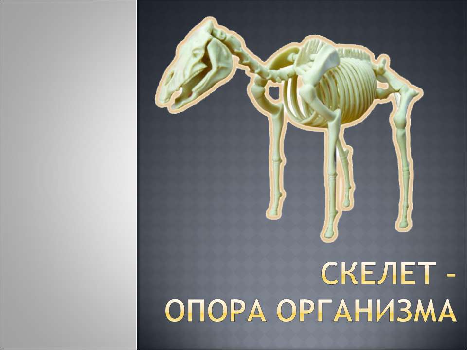 Скелет – опора организма  - Скачать презентации бесплатно | Читать или скачать учебники для школы онлайн бесплатно ☑ Школьные учебники school-textbook.com