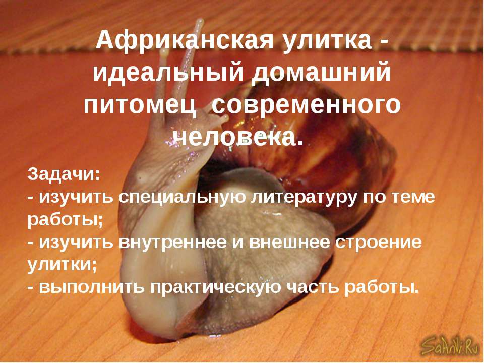 Африканская улитка - идеальный домашний питомец современного человека  - Скачать презентации бесплатно | Читать или скачать учебники для школы онлайн бесплатно ☑ Школьные учебники school-textbook.com