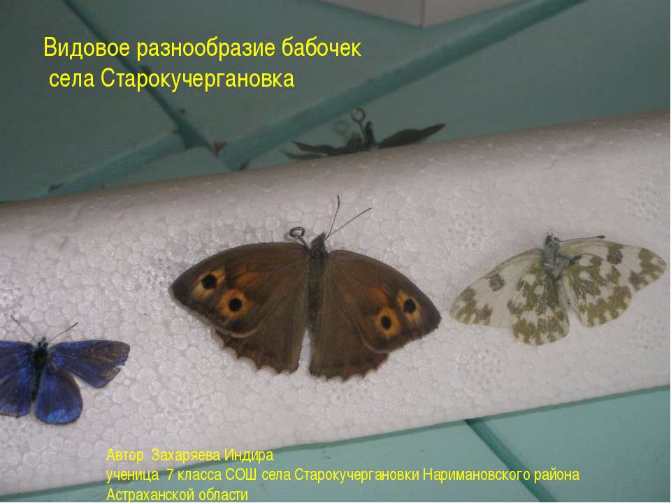 Видовое разнообразие бабочек села Старокучергановка  - Скачать презентации бесплатно | Читать или скачать учебники для школы онлайн бесплатно ☑ Школьные учебники school-textbook.com