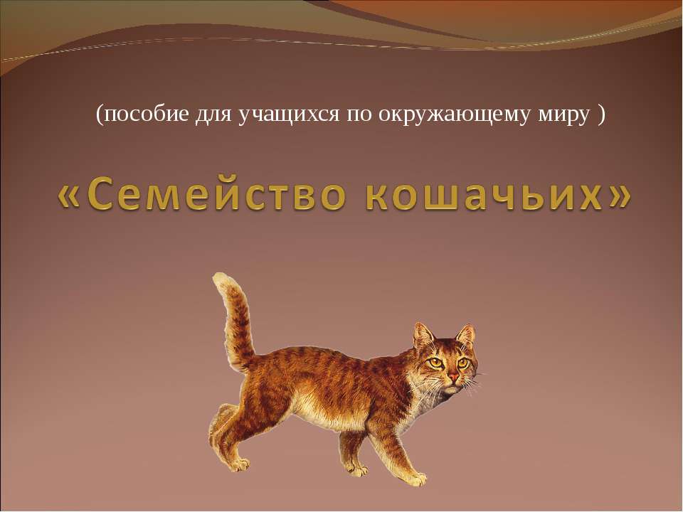 Семейство кошачьих  - Скачать презентации бесплатно | Читать или скачать учебники для школы онлайн бесплатно ☑ Школьные учебники school-textbook.com