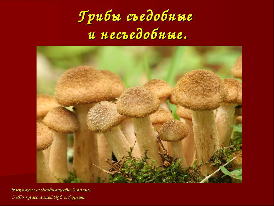 Грибы съедобные и не съедобные  - Скачать презентации бесплатно | Читать или скачать учебники для школы онлайн бесплатно ☑ Школьные учебники school-textbook.com