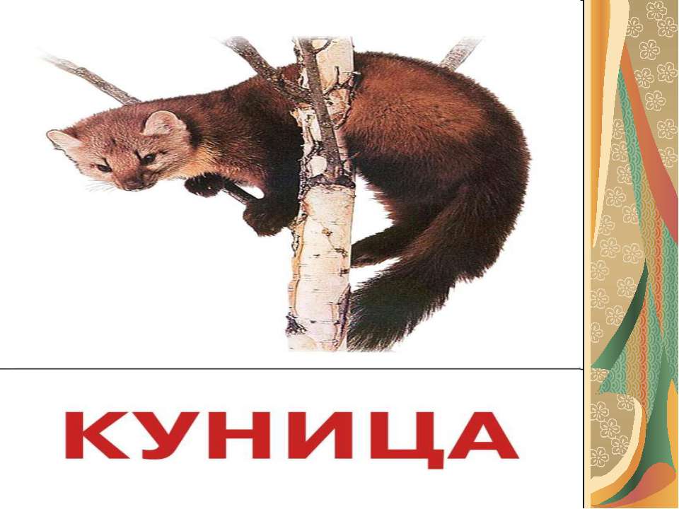 Куница - Скачать презентации бесплатно ☑ Презентации по предметам на gdz-books.ru