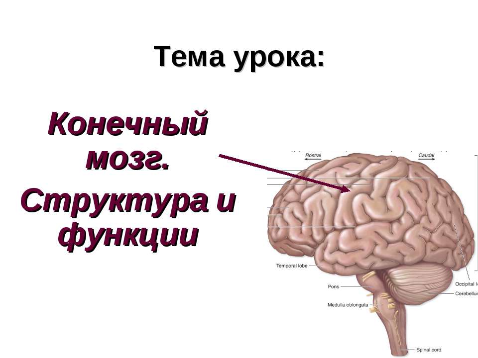 Конечный мозг. Структура и функции  - Скачать презентации бесплатно | Читать или скачать учебники для школы онлайн бесплатно ☑ Школьные учебники school-textbook.com