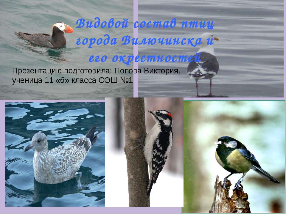 Видовой состав птиц города Вилючинска и его окрестностей  - Скачать презентации бесплатно | Читать или скачать учебники для школы онлайн бесплатно ☑ Школьные учебники school-textbook.com