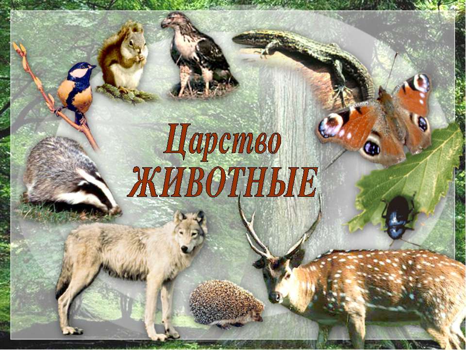 Царство животные  - Скачать презентации бесплатно | Читать или скачать учебники для школы онлайн бесплатно ☑ Школьные учебники school-textbook.com