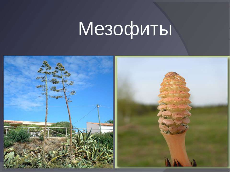 Мезофиты - Скачать презентации бесплатно ☑ Презентации по предметам на gdz-books.ru
