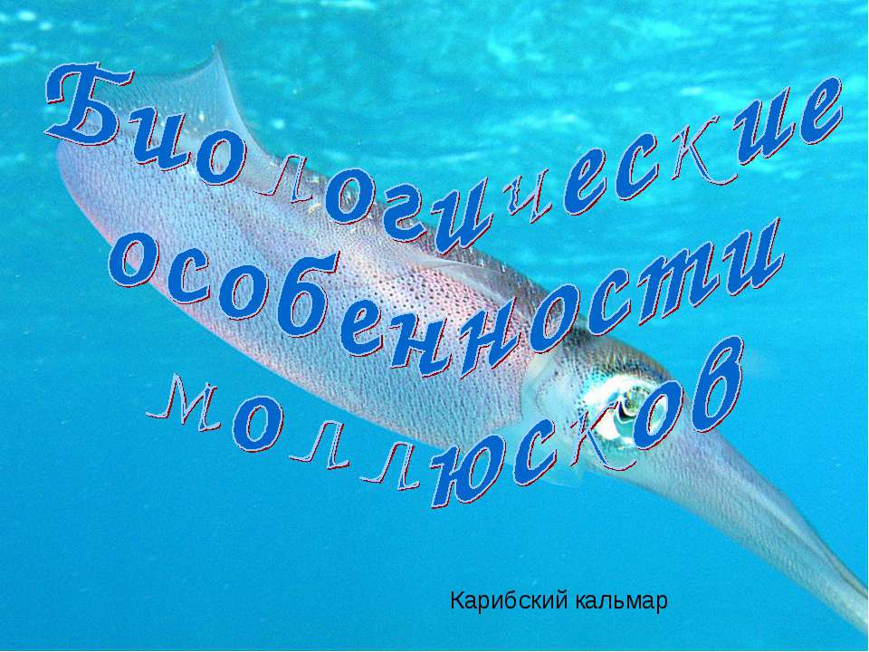 Биологические особенности моллюсков  - Скачать презентации бесплатно | Читать или скачать учебники для школы онлайн бесплатно ☑ Школьные учебники school-textbook.com