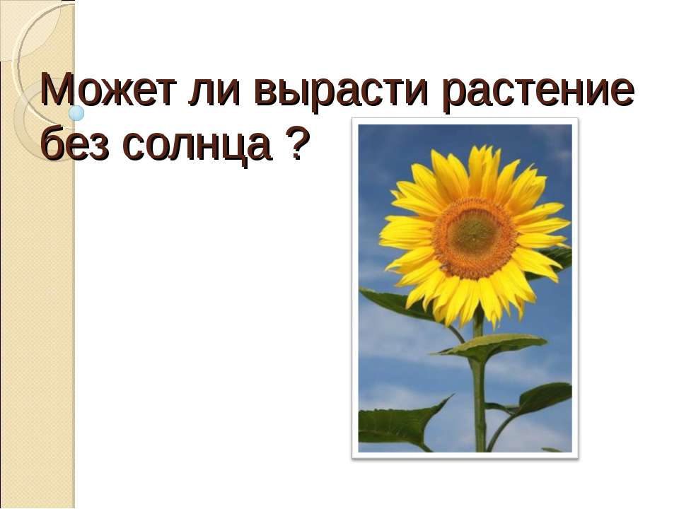 Может ли вырасти растение без солнца ?  - Скачать презентации бесплатно | Читать или скачать учебники для школы онлайн бесплатно ☑ Школьные учебники school-textbook.com