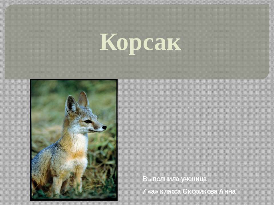 Корсак - Скачать презентации бесплатно ☑ Презентации по предметам на gdz-books.ru