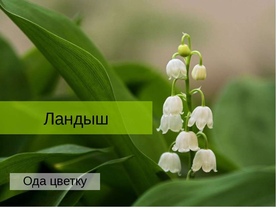 Ландыш - Скачать презентации бесплатно ☑ Презентации по предметам на gdz-books.ru