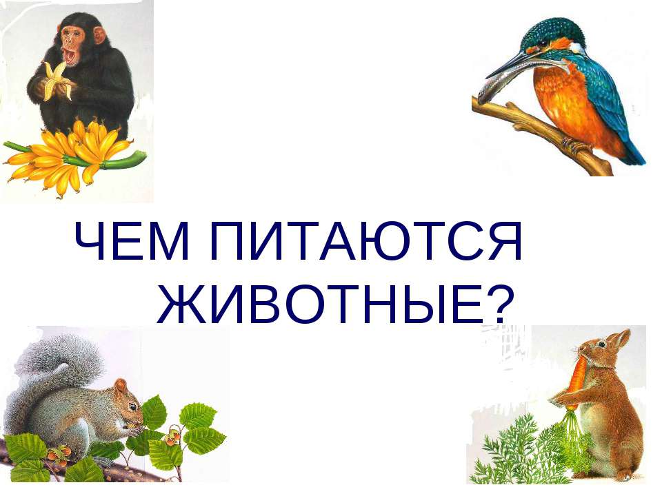 Чем питаются животные? - Скачать презентации бесплатно ☑ Презентации по предметам на gdz-books.ru