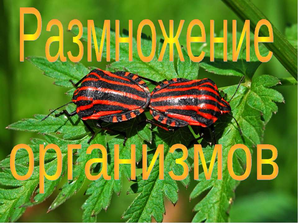 Размножение организмов  - Скачать презентации бесплатно | Читать или скачать учебники для школы онлайн бесплатно ☑ Школьные учебники school-textbook.com