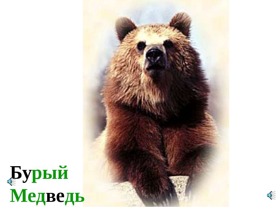 Голоса диких животных  - Скачать презентации бесплатно | Читать или скачать учебники для школы онлайн бесплатно ☑ Школьные учебники school-textbook.com