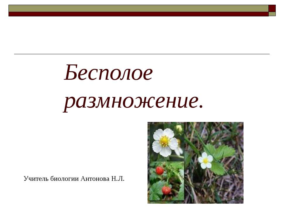 Бесполое размножение 9 класс  - Скачать презентации бесплатно | Читать или скачать учебники для школы онлайн бесплатно ☑ Школьные учебники school-textbook.com