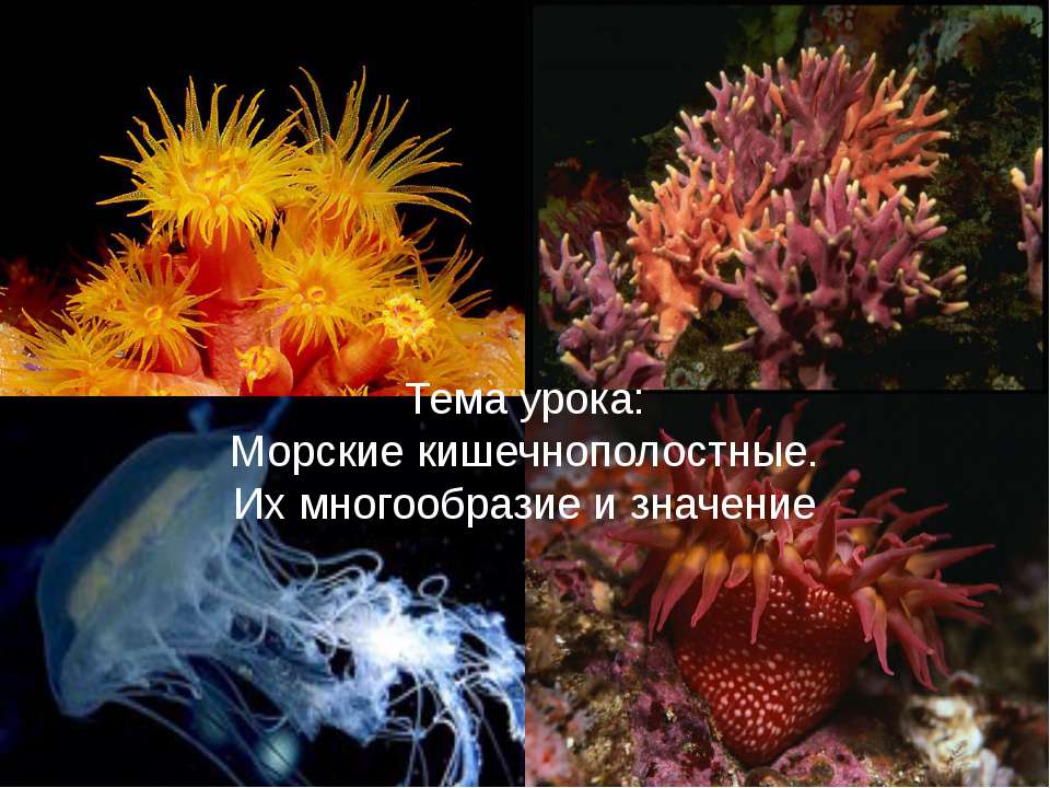 Морские кишечнополостные. Их многообразие и значение  - Скачать презентации бесплатно | Читать или скачать учебники для школы онлайн бесплатно ☑ Школьные учебники school-textbook.com