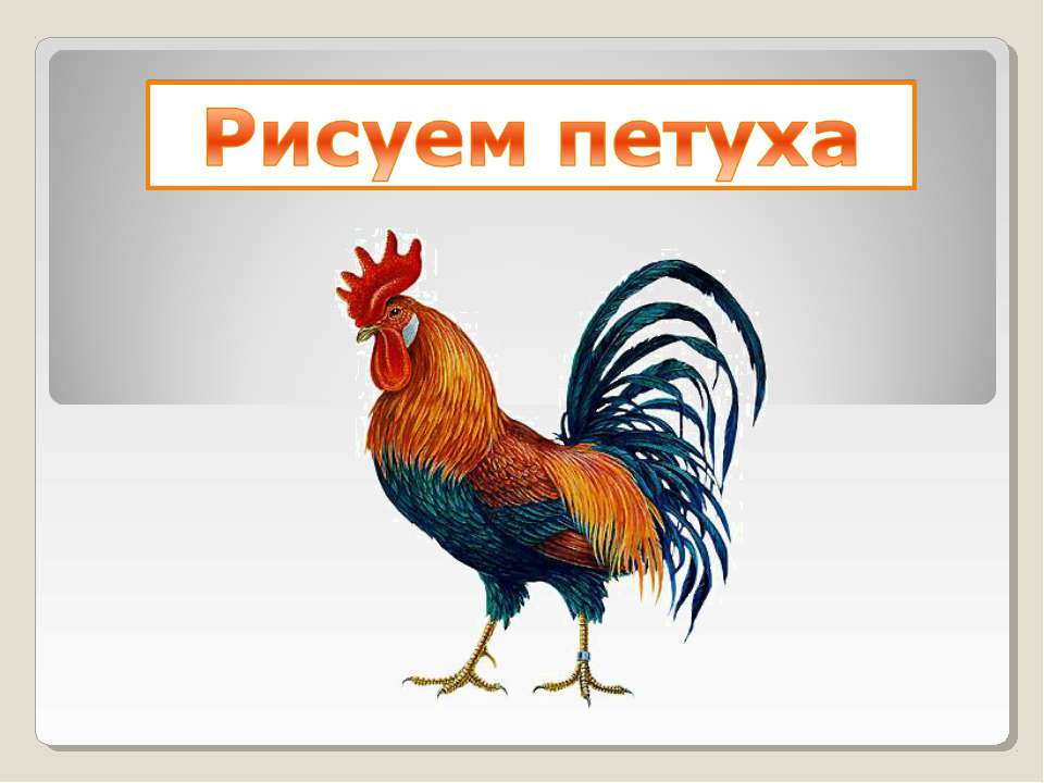 Рисуем петуха  - Скачать презентации бесплатно | Читать или скачать учебники для школы онлайн бесплатно ☑ Школьные учебники school-textbook.com