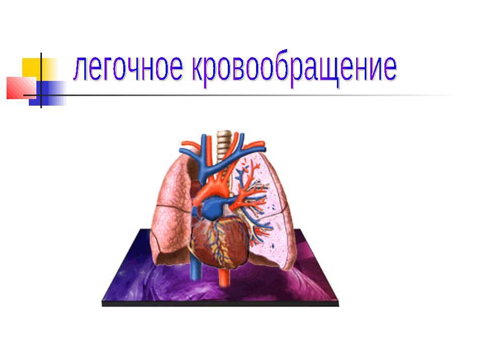легочное кровообращение  - Скачать презентации бесплатно | Читать или скачать учебники для школы онлайн бесплатно ☑ Школьные учебники school-textbook.com