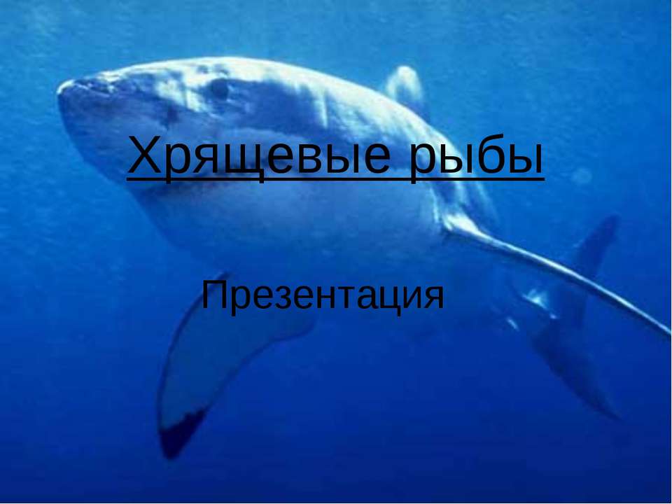 Хрящевые рыбы - Скачать презентации бесплатно ☑ Презентации по предметам на gdz-books.ru