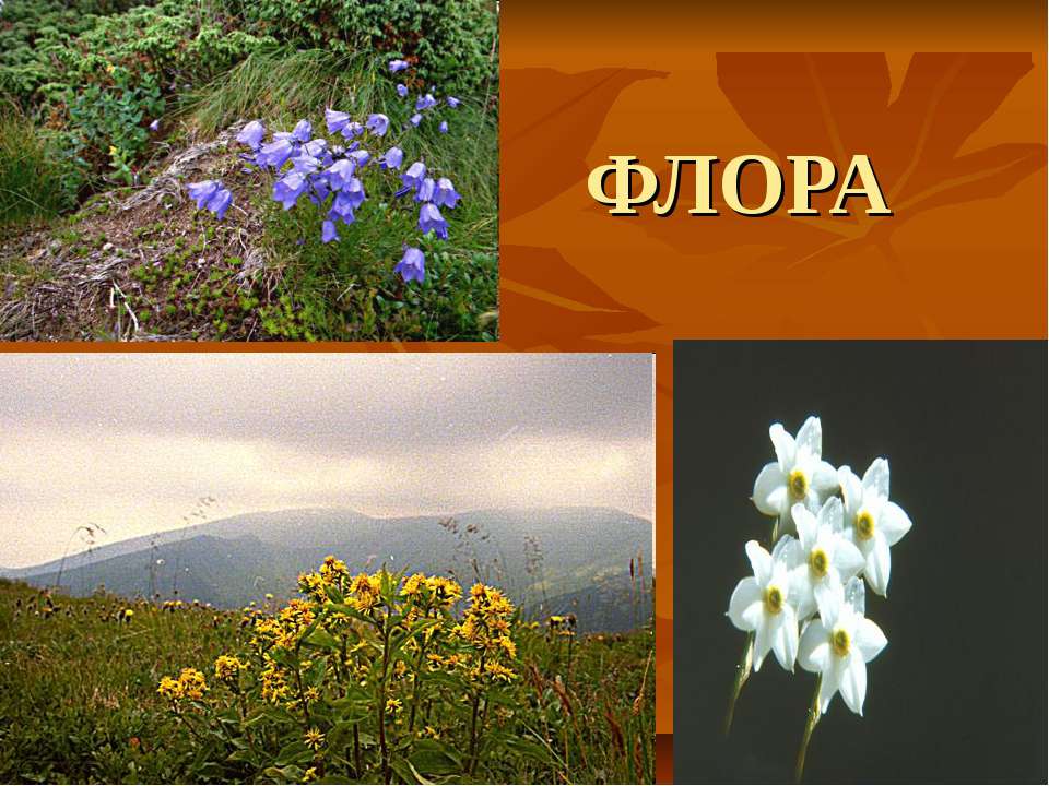 ФЛОРА  - Скачать презентации бесплатно | Читать или скачать учебники для школы онлайн бесплатно ☑ Школьные учебники school-textbook.com