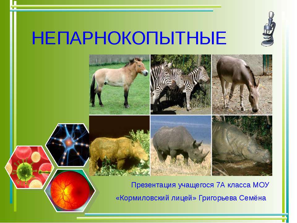 Непарнокопытные  - Скачать презентации бесплатно | Читать или скачать учебники для школы онлайн бесплатно ☑ Школьные учебники school-textbook.com