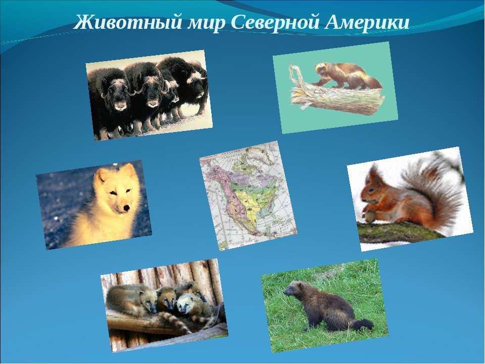 Животный мир Северной Америки  - Скачать презентации бесплатно | Читать или скачать учебники для школы онлайн бесплатно ☑ Школьные учебники school-textbook.com