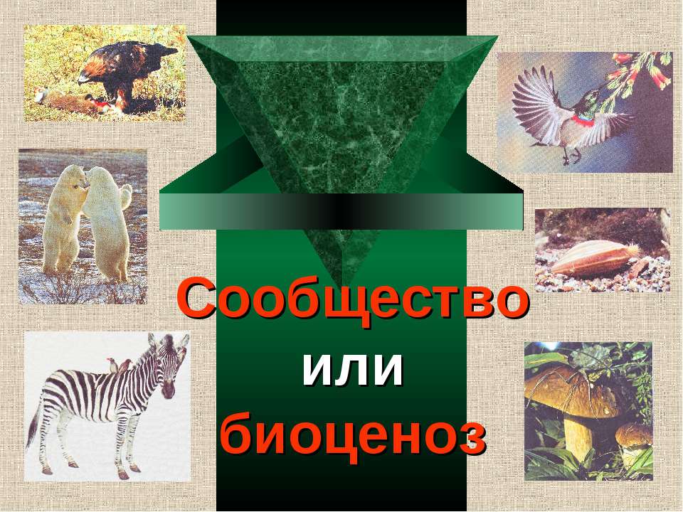 Сообщество или биоценоз  - Скачать презентации бесплатно | Читать или скачать учебники для школы онлайн бесплатно ☑ Школьные учебники school-textbook.com