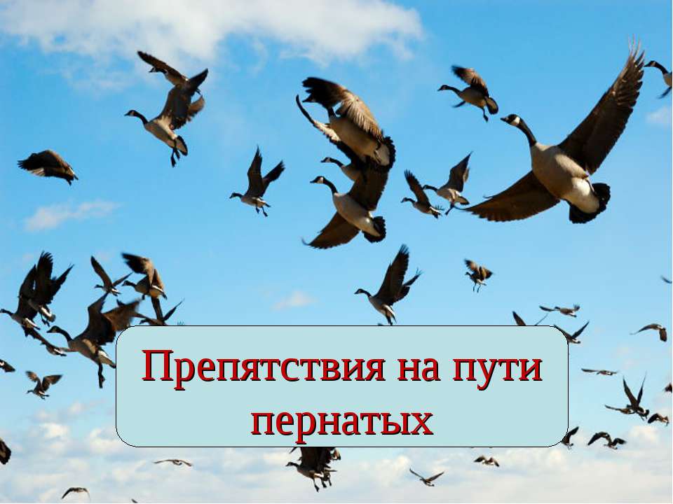 Препятствия на пути пернатых  - Скачать презентации бесплатно | Читать или скачать учебники для школы онлайн бесплатно ☑ Школьные учебники school-textbook.com